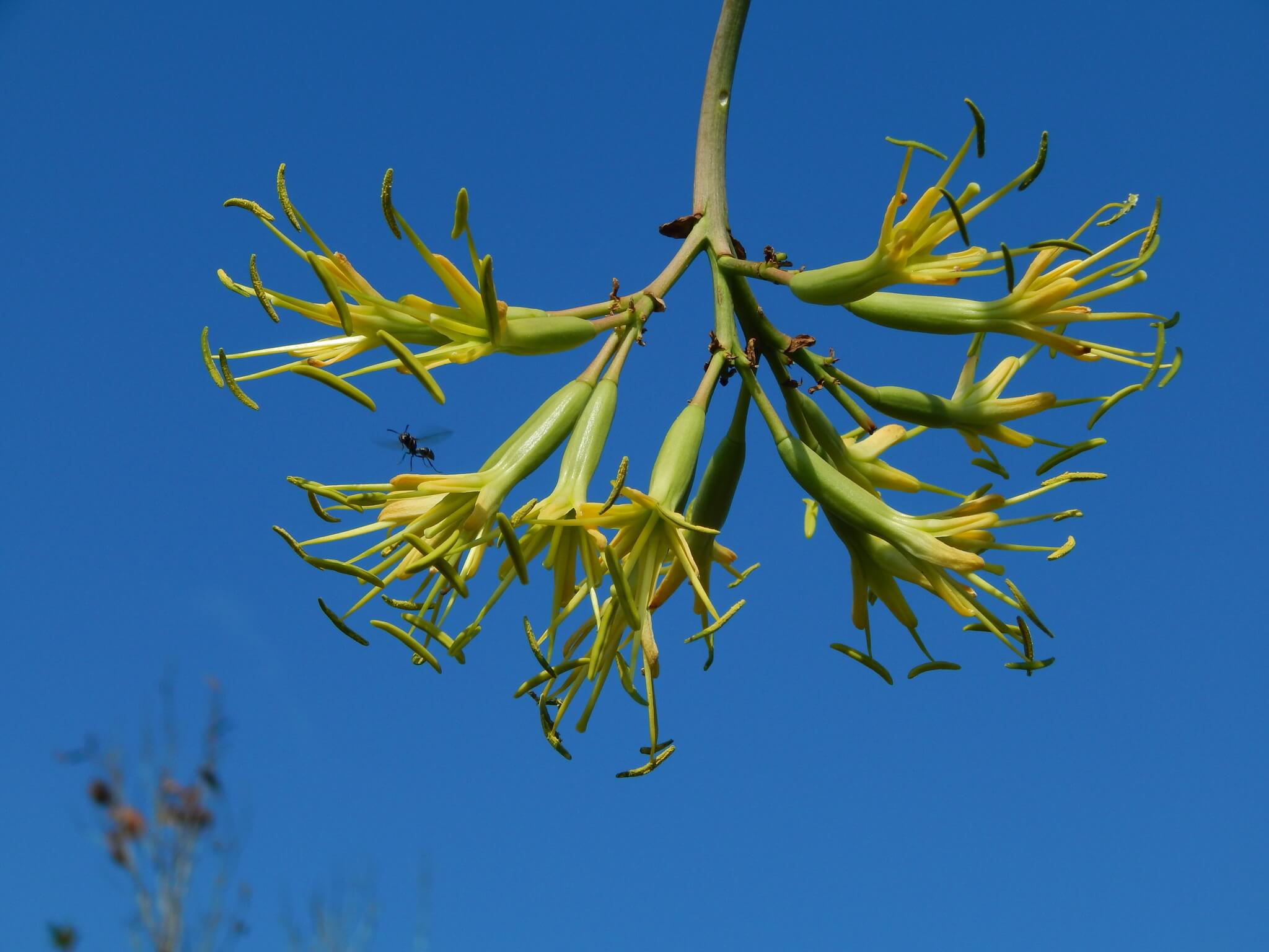 Agave isthmensis 